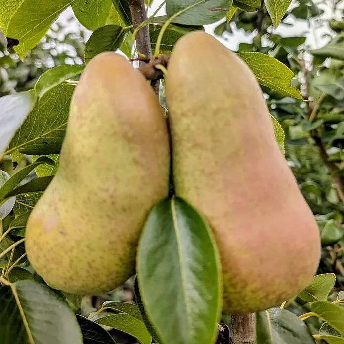 Birnenbaum - Pyrus communis ‘Abate Fetel’, Topfvolumen: 10 l, Erntezeit: September - Zwei reife Birnen hängen an einem Ast, umgeben von grünen Blättern. Die Früchte zeigen eine Mischung aus Grün- und Rottönen.