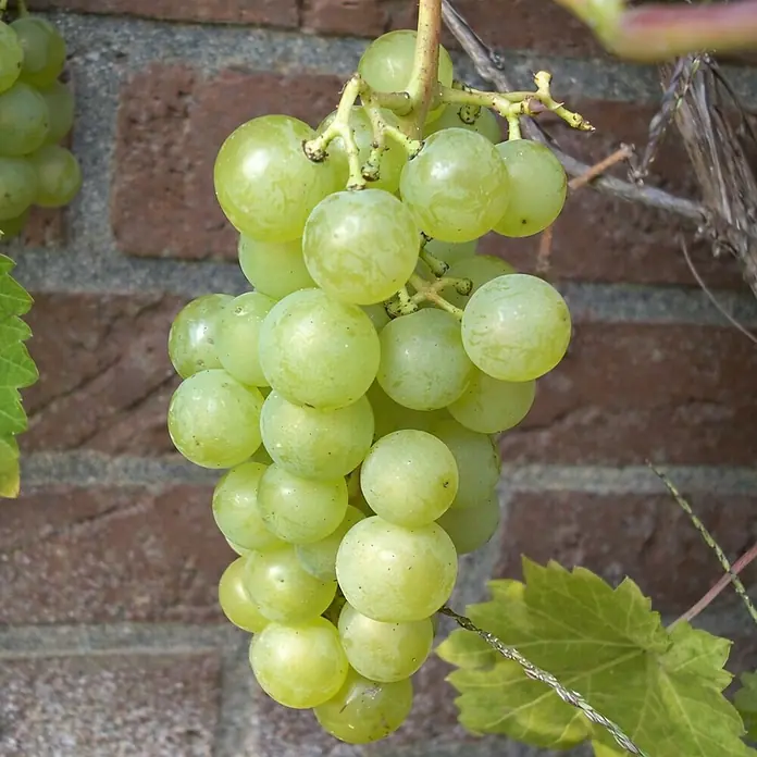 Weinrebe 2er Set - Vitis vinifera ‘Phoenix’ + Vitis vinifera ‘Blauer Muskatteller’, Topfvolumen: 3,5 l, Erntezeit: August - Nahaufnahme einer Traube grüner Weintrauben, die an einem Weinstock in einem Garten hängen. Die Weintrauben sind reif und saftig.