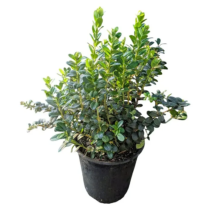Beerenstrauch 2er Set - Vaccinium vitis-idaea (Preiselbeere) + Vaccinium macrocarpon (Cranberry), Topfvolumen: 2,5 l - Eine grüne Heckenpflanze in einem schwarzen Topf, ideal für den Garten oder Balkon, die eine natürliche und friedliche Atmosphäre schafft.
