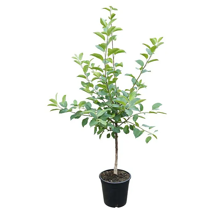Apfelbaum Duo - Malus domestica Duo ‘Mantet’ / ‘Sir Prize’, Topfvolumen: 10 l, Erntezeit: Juli - Ein junger Apfelbaum in einem Topf, dessen grüne Blätter einen schönen Kontrast zum schwarzen Topf bilden und die gesunde Entwicklung zeigen.