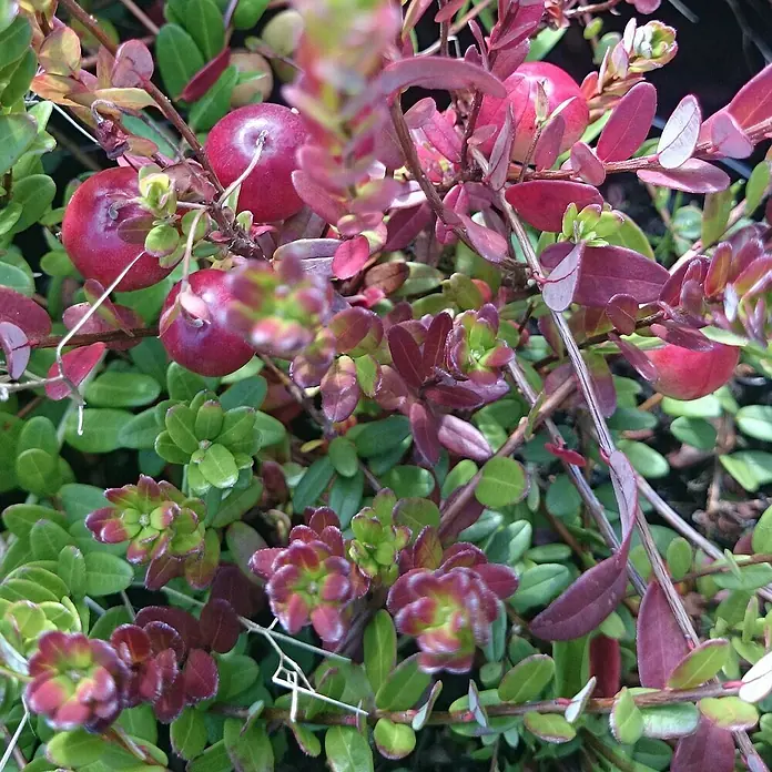 Beerenstrauch 2er Set - Vaccinium vitis-idaea (Preiselbeere) + Vaccinium macrocarpon (Cranberry), Topfvolumen: 2,5 l - Nahaufnahme von Cranberry-Pflanzen mit reifen, roten Früchten und grünen Blättern.
