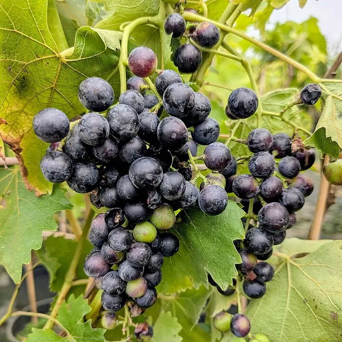 Weinrebe 2er Set - Vitis vinifera ‘Phoenix’ + Vitis vinifera ‘Blauer Muskatteller’, Topfvolumen: 3,5 l, Erntezeit: August - Nahaufnahme einer Traube mit reifen, dunklen Weintrauben und grünen Blättern.