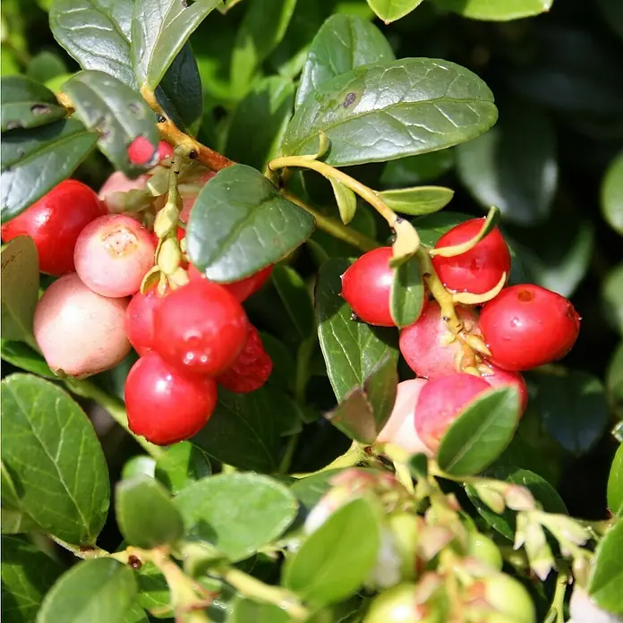 Beerenstrauch 2er Set - Vaccinium vitis-idaea (Preiselbeere) + Vaccinium macrocarpon (Cranberry), Topfvolumen: 2,5 l - Nahaufnahme von Preiselbeeren, die an einem Strauch mit grünen Blättern wachsen. Die roten Beeren sind reif und saftig.