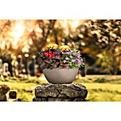 Lechuza Color Pflanzschale Cubeto (39,5 x 18,3 cm, Kunststoff, Sandbeige)