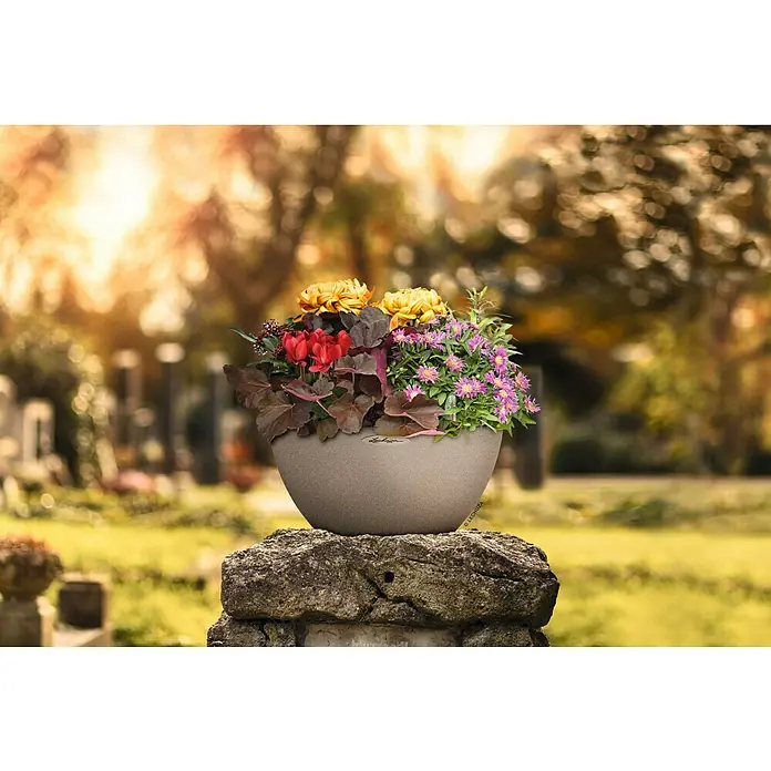 Lechuza Color Pflanzschale rund Cubeto - Außenmaß (Ø x H): 40 x 18,3 cm, Kunststoff, Sandbeige - Nahaufnahme eines LECHUZA-Pflanzgefäßes mit bunten Herbstblumen auf einem Steinsockel, Friedhof im Hintergrund.