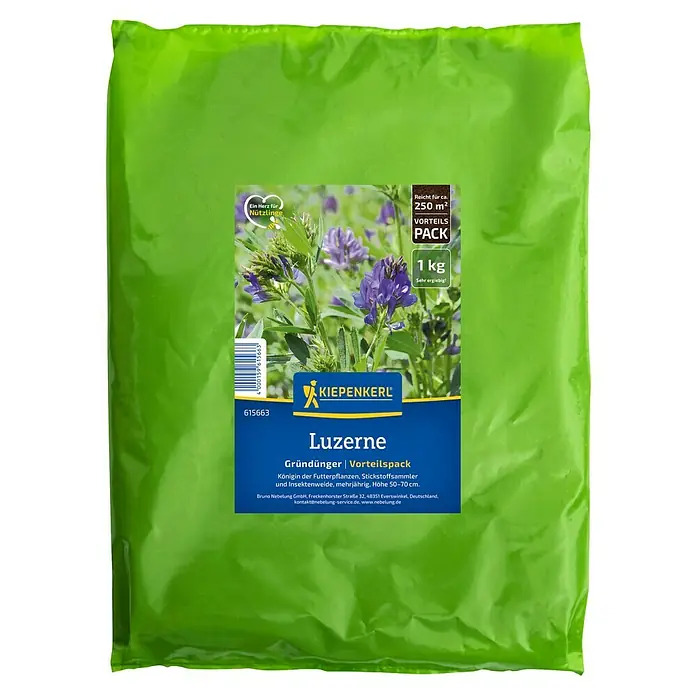 Kiepenkerl Gründüngung Luzerne - Medicago sativa, 250 m² - Packung Luzerne-Gründünger von Kiepenkerl. Königin der Futterpflanzen, Stickstoffsammler und Insektenweide, mehrjährig, Höhe 50-70 cm.