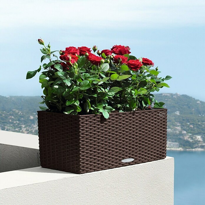 Lechuza Cottage Balkonkasten (Länge: 50 cm, Mokka)