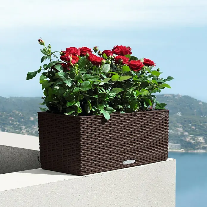 Lechuza Cottage Balkonkasten Balconera - Max. Außenlänge: 50 cm, Kunststoff, Mokka - Ein rechteckiger, brauner Lechuza-Pflanzkasten mit roten Rosen auf einer weißen Mauer mit Meerblick im Hintergrund.