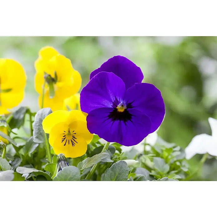 Piardino Hornveilchen 3 Farben im Topf - Viola cornuta, Topfgröße: 10 cm, Dreifarbig/Sortenabhängig - Nahaufnahme von gelben und violetten Stiefmütterchenblüten, die ihre lebhaften Farben und zarten Details zeigen.