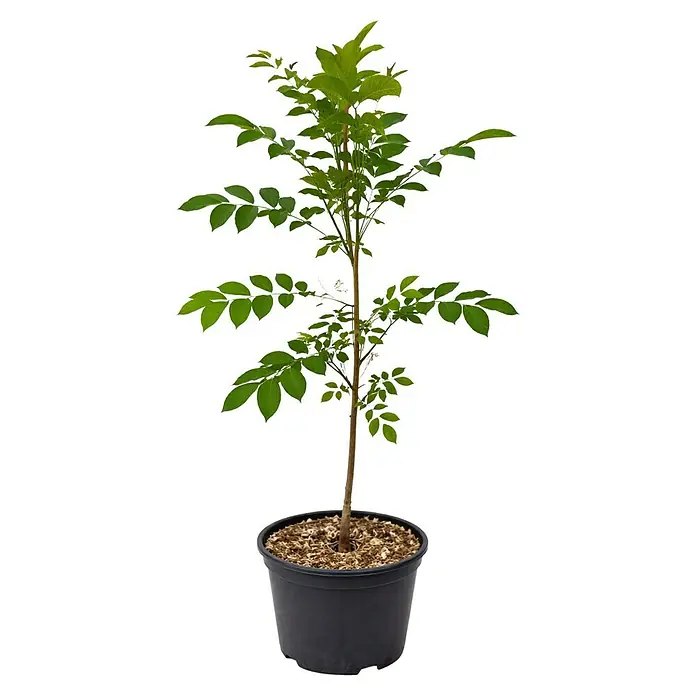 Walnussbaum - Juglans Regia, Topfvolumen: 5 l, Erntezeit: September - Junger Eschenbaum in einem schwarzen Topf, der drinnen auf einem Tisch steht und bereit ist, gepflanzt zu werden.