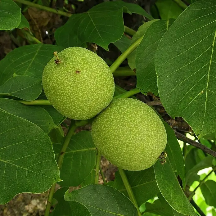 Walnussbaum - Juglans Regia, Topfvolumen: 5 l, Erntezeit: September - Zwei grüne Walnüsse hängen an einem Ast, umgeben von Blättern. Die Schalen sind noch unreif und haben eine feine, punktierte Textur.