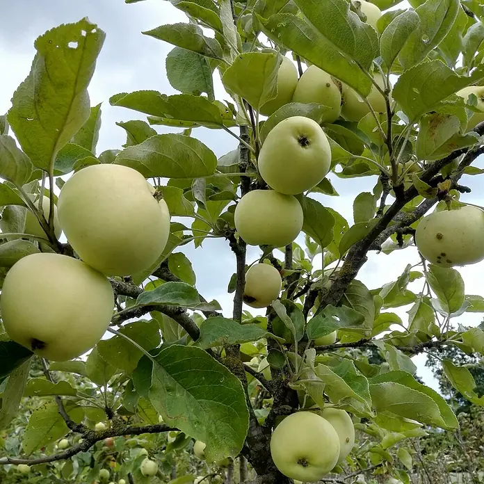 Apfelbaum Halbstamm - Malus domestica ‘Weißer Klarapfel’, Topfvolumen: 10 l, Erntezeit: Juli - Frische, grüne Äpfel hängen an einem Baum, umgeben von Blättern, bereit für die Ernte.