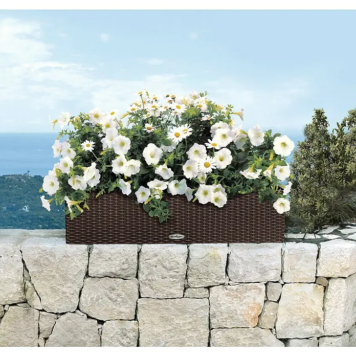 Lechuza Cottage Balkonkasten Balconera - Max. Außenlänge: 80 cm, Kunststoff, Mokka - Rechteckiger Pflanzkasten in Rattanoptik mit weißen Blüten und Margeriten auf einer Steinmauer vor blauem Himmel.
