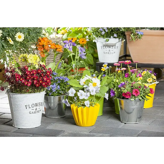 Piardino Hornveilchen 3 Farben im Topf - Viola cornuta, Topfgröße: 10 cm, Dreifarbig/Sortenabhängig - Eine Vielzahl von bunten Frühlingsblumen in dekorativen Töpfen verschiedener Größen und Materialien, die eine fröhliche Gartenszene schaffen.