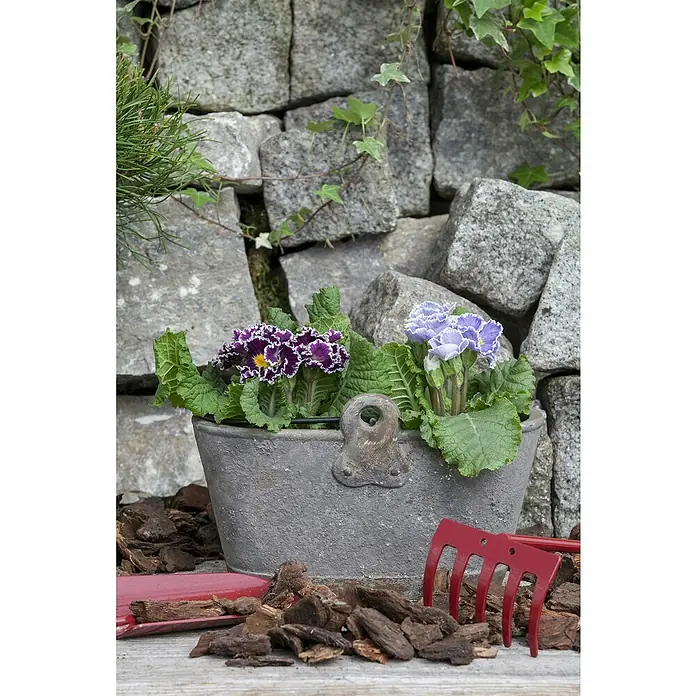 Piardino Primel Sonderfarben - Primula acaulis, Topfgröße: 10 cm, Variabel - Ein Steintopf mit lila und blauen Primeln steht vor einer Steinmauer, umgeben von Gartenwerkzeugen und Mulch.