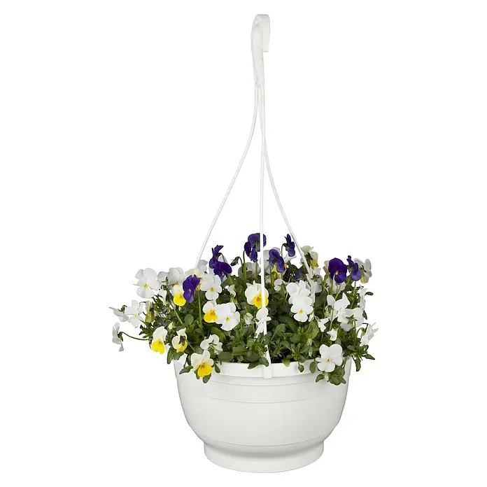 Piardino Hornveilchen Ampel - Viola cornuta, Topfgröße: 19 cm - Nahaufnahme eines hängenden Blumentopfs mit bunten Stiefmütterchen, der einen Hauch von Farbe und Eleganz in jeden Raum bringt.