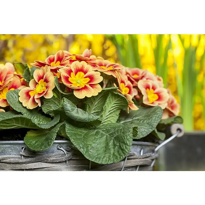 Piardino Primel Sonderfarben - Primula acaulis, Topfgröße: 10 cm, Variabel - Nahaufnahme von gelb-roten Primelblüten in einem rustikalen Korb, umgeben von üppigen grünen Blättern und einem verschwommenen gelben Hintergrund.