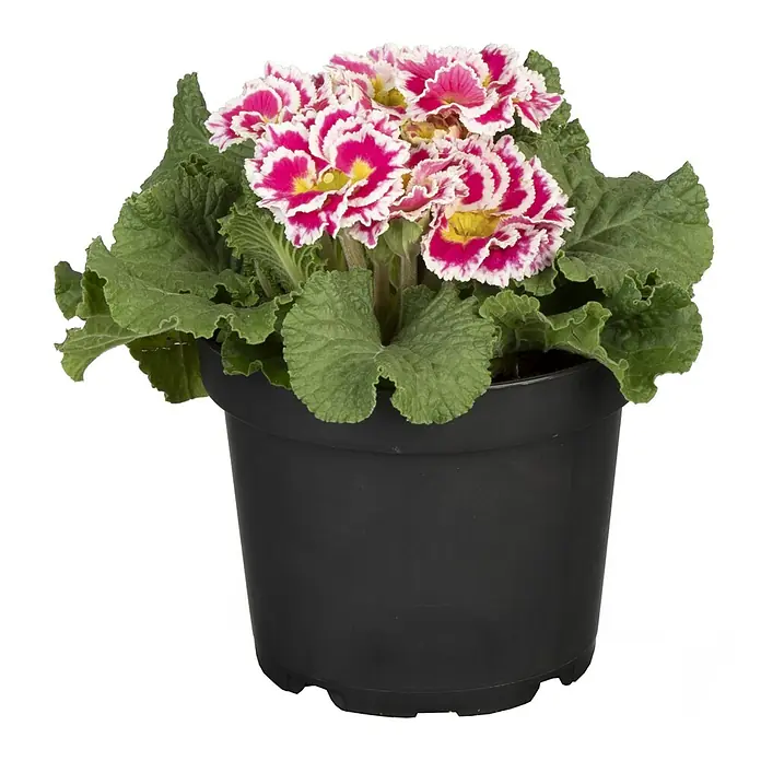 Piardino Primel Sonderfarben - Primula acaulis, Topfgröße: 10 cm, Variabel - Hübsche Primel im Topf. Die Blüte ist weiß umrandet und rosa gefüllt. Der Topf ist schlicht schwarz.