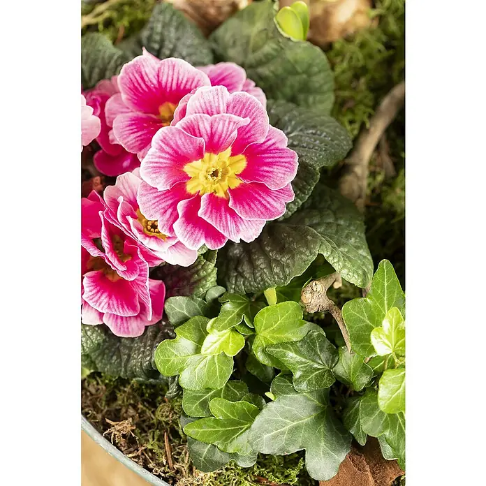 Piardino Primel Sonderfarben - Primula acaulis, Topfgröße: 10 cm, Variabel - Nahaufnahme von leuchtend rosa Primelblüten mit gelber Mitte, eingebettet in grüne Blätter und Moos, die die Frühlingsfrische widerspiegeln.