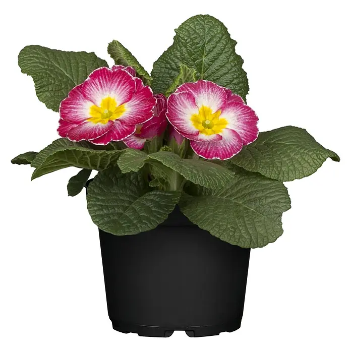 Piardino Primel Sonderfarben - Primula acaulis, Topfgröße: 10 cm, Variabel - Nahaufnahme einer Primel im Topf mit roten Blütenblättern, weißem Rand und gelber Mitte, umgeben von grünen Blättern.
