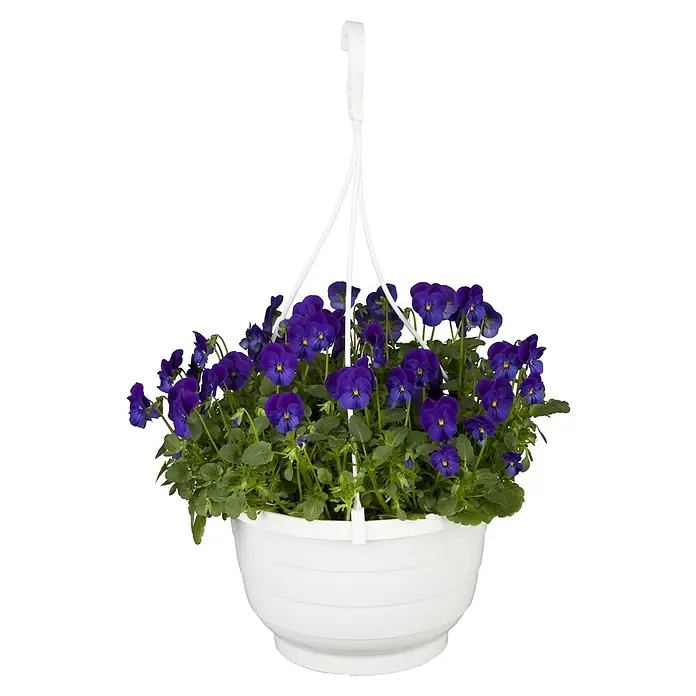 Piardino Hornveilchen Ampel - Viola cornuta, Topfgröße: 19 cm - Hängeampel mit lila Stiefmütterchen in einem weißen Topf. Die Blumen haben gelbe Akzente und die Blätter sind grün.