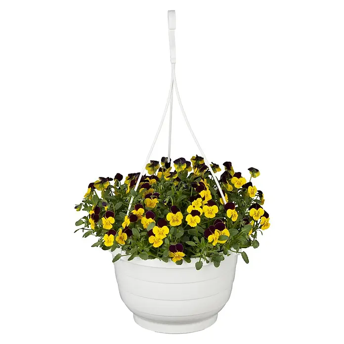 Piardino Hornveilchen Ampel - Viola cornuta, Topfgröße: 19 cm - Hängekorb mit gelben und violetten Stiefmütterchen. Die Blumen sind in einem weißen Topf arrangiert und hängen an einem weißen Aufhänger.