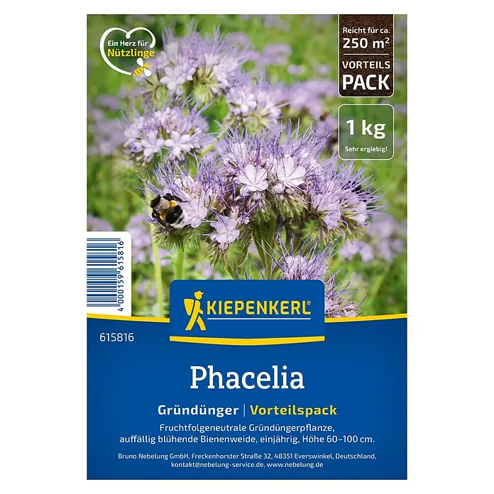 Kiepenkerl Gründüngung Phacelia - Phacelia tanacetifolia, 250 m² - Packung Phacelia-Samen von Kiepenkerl, Gründünger für ca. 250 m², ideal für Bienenweiden. Einjährig, Höhe 60–100 cm.