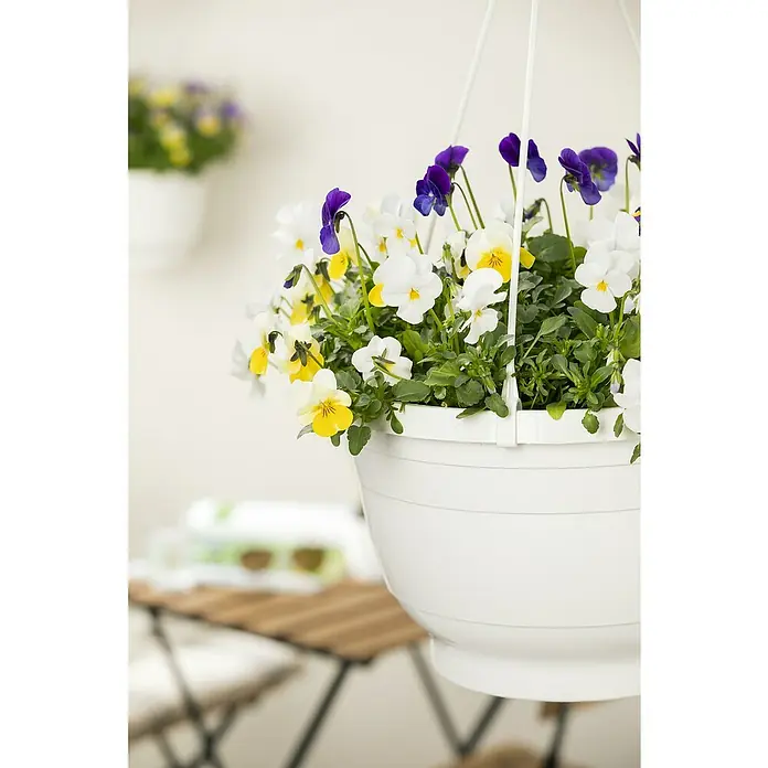 Piardino Hornveilchen Ampel - Viola cornuta, Topfgröße: 19 cm - Hängekorb mit bunten Stiefmütterchen. Der Korb ist weiß und die Blumen haben gelbe, weiße und lila Farben. Er hängt an einer weißen Wand.