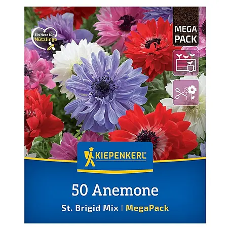 Kiepenkerl Profi-Line Blumensamen Mischung Anemone St. Brigid