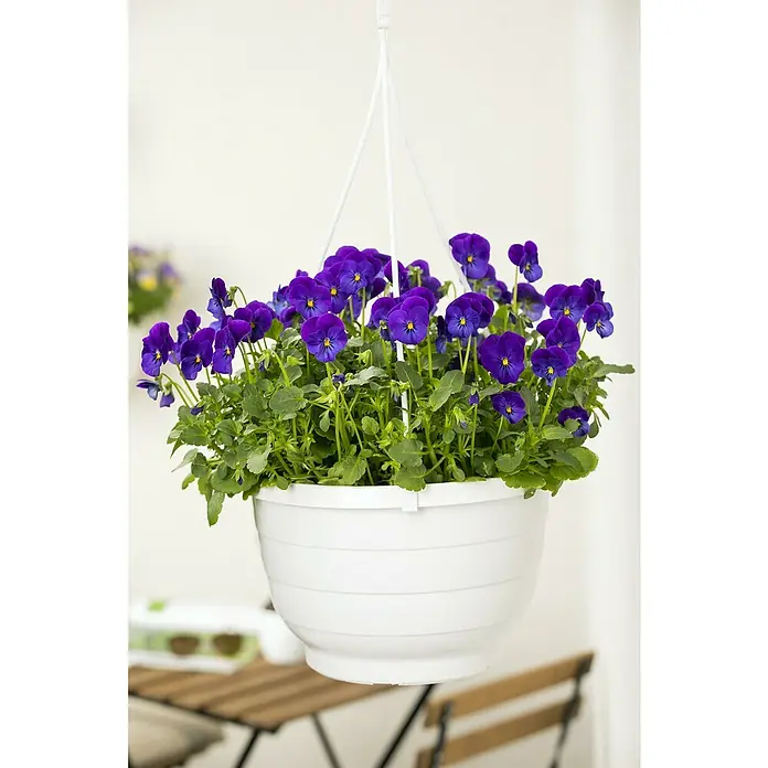 Piardino Hornveilchen Ampel - Viola cornuta, Topfgröße: 19 cm - Hängekorb mit üppigen, dunkelvioletten Stiefmütterchen, die mit ihren leuchtenden Blüten einen Farbtupfer setzen und die Atmosphäre bereichern.