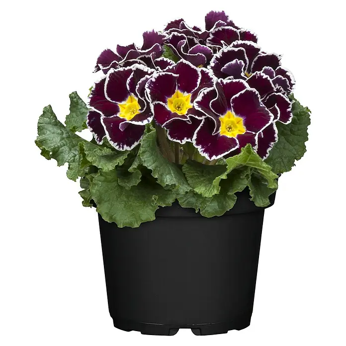 Piardino Primel Sonderfarben - Primula acaulis, Topfgröße: 10 cm, Variabel - Ein Topf mit dunkelroten Primeln mit gelben Zentren und weißen Rändern, die in einem schwarzen Topf gepflanzt sind.