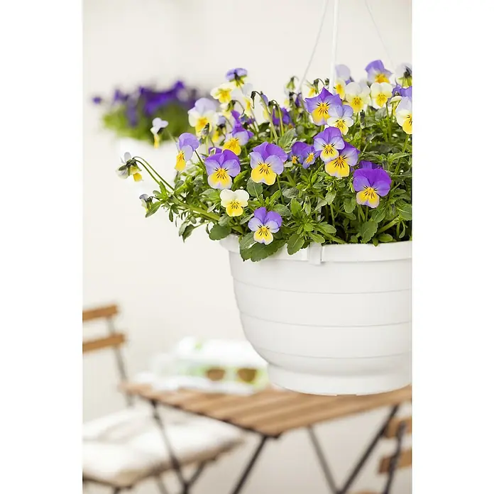 Piardino Hornveilchen Ampel - Viola cornuta, Topfgröße: 19 cm - Ein weißer Hängetopf voller bunter Stiefmütterchen mit gelben, weißen und lila Blüten, der eine warme und einladende Atmosphäre schafft.