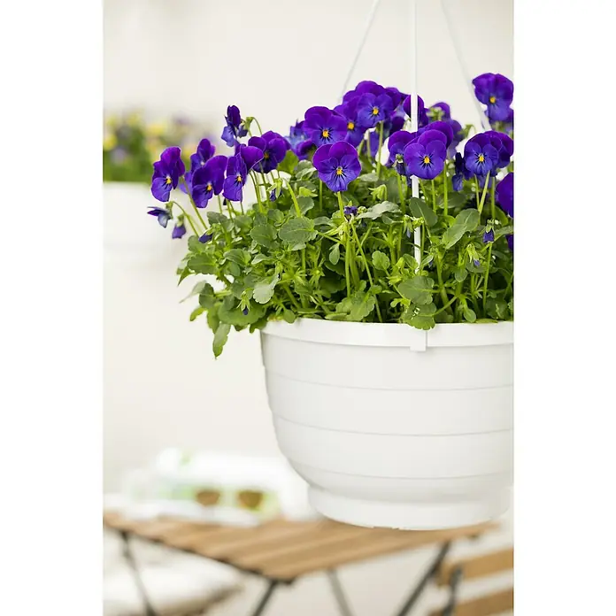 Piardino Hornveilchen Ampel - Viola cornuta, Topfgröße: 19 cm - Hängekorb mit lebendigen, tiefvioletten Stiefmütterchen, deren gelbe Mitte einen schönen Farbakzent bietet, ideal für Balkon oder Terrasse.