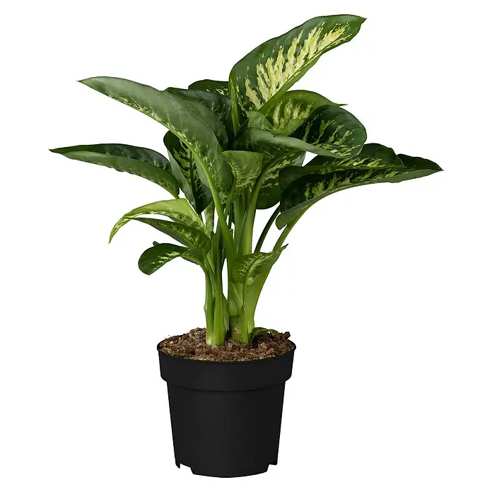 Piardino Zimmerpflanzen-Mix - verschiedene Sorten, Topfgröße: 17 cm - Zimmerpflanze Dieffenbachia in einem schwarzen Topf, ideal für die Dekoration von Innenräumen und zur Verbesserung der Luftqualität.