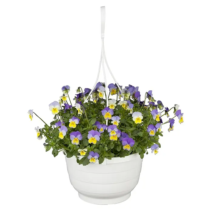 Piardino Hornveilchen Ampel - Viola cornuta, Topfgröße: 19 cm - Hängeampel mit farbenfrohen Stiefmütterchen in Lila und Gelb, die eine lebendige und einladende Atmosphäre schafft.
