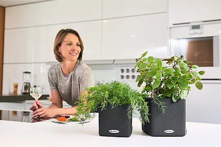 Krutertpfe online kaufen bei BAUHAUS