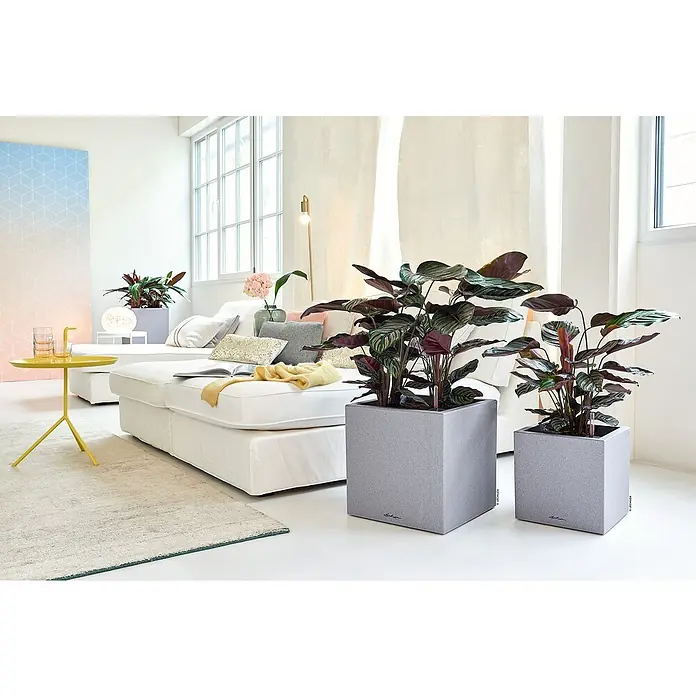 Lechuza Color Pflanzkasten Canto - Außenmaß (L x B x H): 30 x 30 x 30 cm, Kunststoff, Steingrau - Elegantes Interieur mit modernen Pflanzgefäßen. Die grauen Pflanzkästen setzen stilvolle Akzente und harmonieren perfekt mit dem hellen Wohnraum.