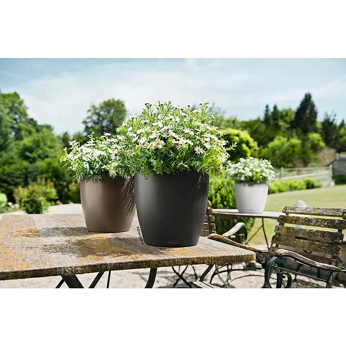 Lechuza Classico Pflanztopf Color - Außenmaß (Ø x H): 27,5 x 26 cm, Kunststoff, Schiefergrau - Drei Lechuza Blumentöpfe in verschiedenen Farben, bepflanzt mit Margeriten, stehen auf einem Gartentisch im Freien.