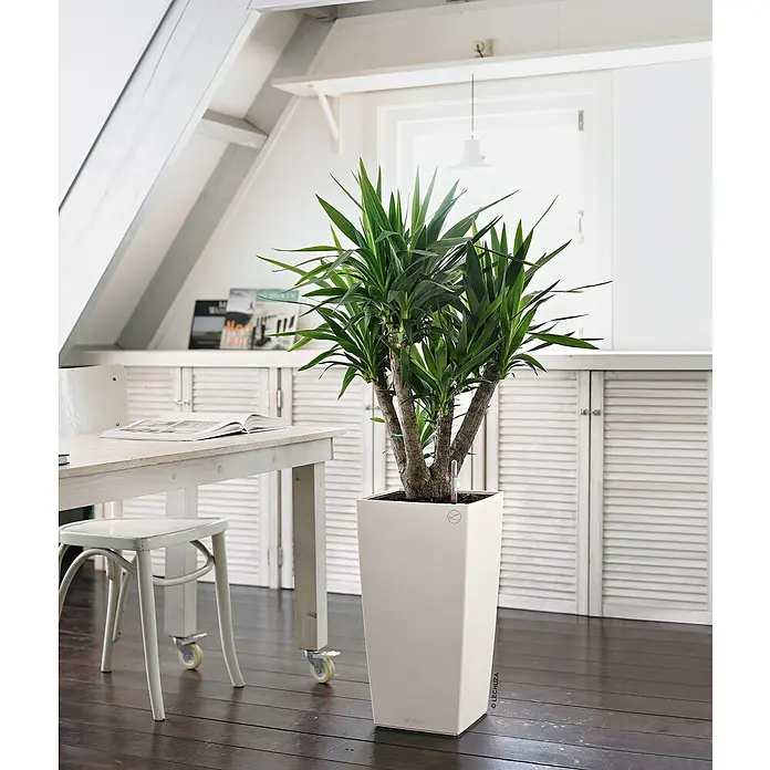 Lechuza Color Pflanzsäule eckig Cubico - Außenmaß (L x B x H): 30 x 30 x 56 cm, Kunststoff, Weiß - Zimmerpflanze in modernem, weißem Pflanzgefäß von Lechuza, platziert in einem hellen Raum mit Holzboden.