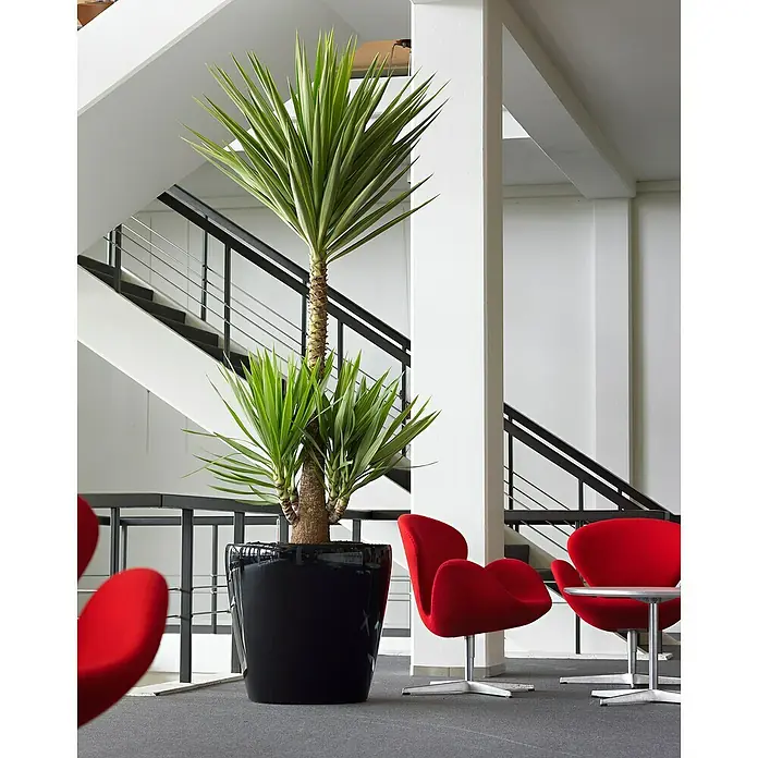 Lechuza Classico Pflanztopf Color - Außenmaß (Ø x H): 42 x 39,5 cm, Kunststoff, Schiefergrau - Ein hoch aufragender Drachenbaum in einem eleganten, schwarzen Topf, der in einem hellen, modernen Raum mit roten Sesseln steht.