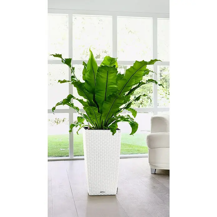 Lechuza Cottage Pflanzsäule eckig Cubico 30 - Außenmaß (L x B x H): 30 x 30 x 56,5 cm, Kunststoff, Weiß - Ein üppiger Nestfarn in einem weißen Lechuza-Pflanzgefäß, der einen Hauch von Grün und Eleganz in jeden Innenraum bringt.