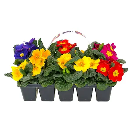 Piardino  Primel Set