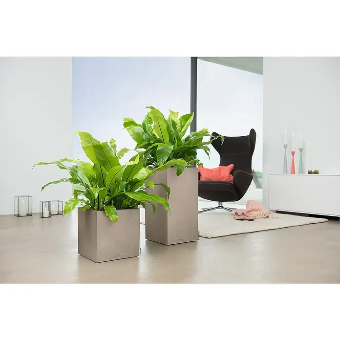 Lechuza Color Pflanzsäule eckig Canto - Außenmaß (L x B x H): 40 x 40 x 76 cm, Kunststoff, Sandbeige - Elegantes Interieur mit zwei LECHUZA Pflanzgefäßen in verschiedenen Größen, die mit grünen Farnen bepflanzt sind, für ein stilvolles Ambiente.