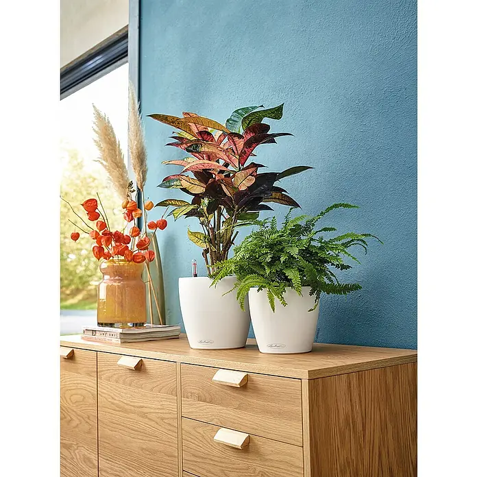 Lechuza Classico Pflanztopf Color - Außenmaß (Ø x H): 27,5 x 26 cm, Kunststoff, Weiß - Zwei stilvolle Lechuza Blumentöpfe in Weiß auf einem Sideboard präsentiert, mit einer bunten Pflanze und einem grünen Farn bepflanzt.