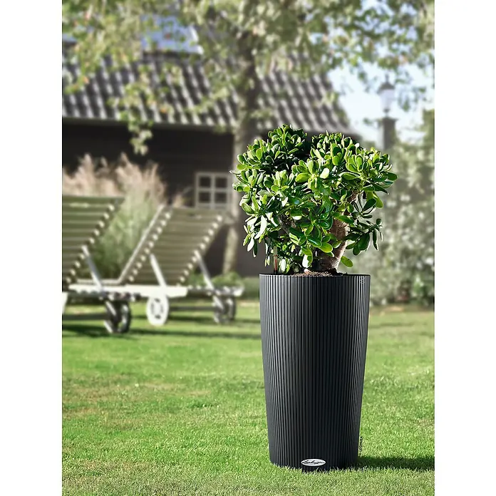 Lechuza Color Pflanzsäule rund Cilindro - Außenmaß (Ø x H): 32 x 56 cm, Kunststoff, Schiefergrau - Ein Lechuza Pflanzgefäß mit einer üppigen Grünpflanze steht auf einem Rasen vor einem Haus. Das Gefäß ist schwarz und hat eine geriffelte Oberfläche.