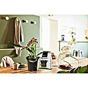 Lechuza Orchideentopf Orchidea All-In-One (L x B x H: 18,3 x 17,9 x 19,5 cm, Schiefergrau)