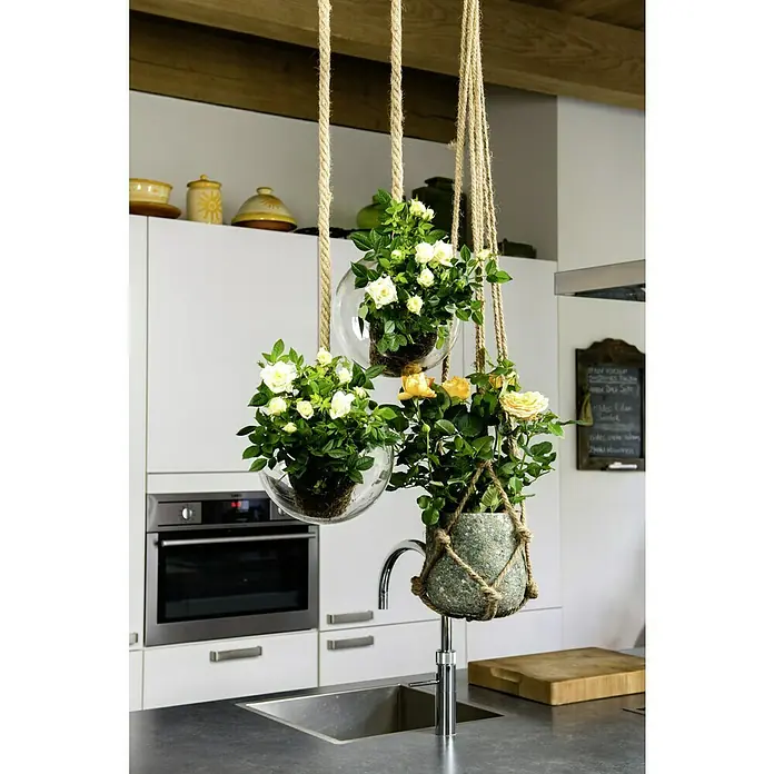 Piardino Topfrose Patio Hit - Rosa Hybride, Topfgröße: 13 cm, Blütenfarbe: Weiß - Hängende Blumenarrangements mit weißen und gelben Rosen in Glas- und Steinvasen, die eine natürliche und elegante Note in die Küche bringen.
