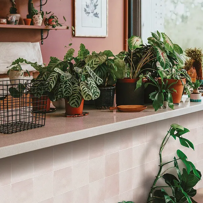 Smart Tiles Selbstklebemosaik Zellige - 22,86 x 22,86 cm, Temera, Glänzend - Eine Nahaufnahme einer Arbeitsfläche mit vielen Zimmerpflanzen in Töpfen, die eine lebendige und natürliche Atmosphäre schaffen. Die Pflanzen stehen im Fokus.