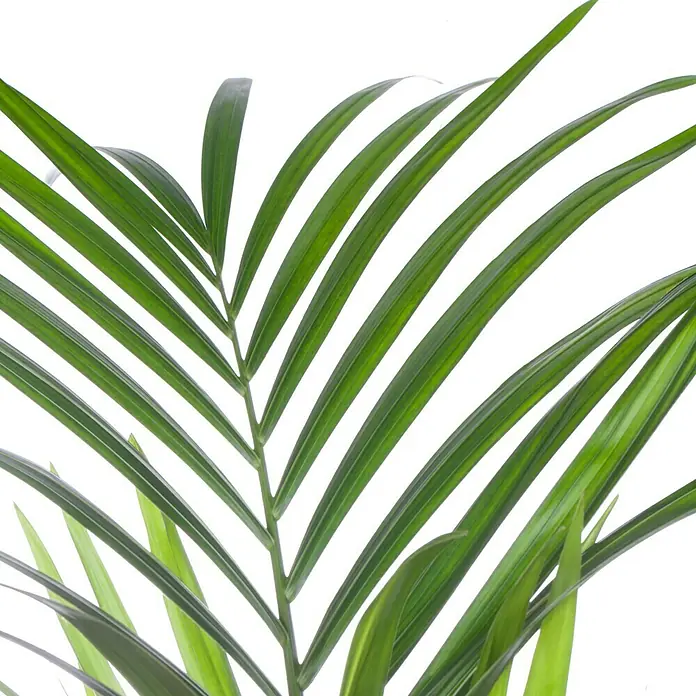Piardino Kentiapalme - Howea forsteriana, Topfgröße: 24 cm - Nahaufnahme eines Kentia-Palmenblattes, das die feinen Details der grünen, gefiederten Blätter vor einem hellen Hintergrund zeigt.