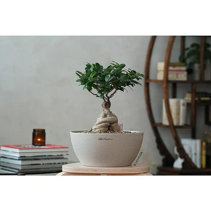 Lechuza Color Pflanzschale rund Cubeto - Außenmaß (Ø x H): 30 x 13,5 cm, Kunststoff, Sandbeige - Zimmerbonsai in einem Lechuza-Pflanzgefäß, der auf einem kleinen Holztisch steht, daneben Bücher und eine Kerze.